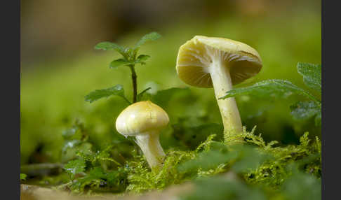 Lärchenschneckling (Hygrophorus lucorum)