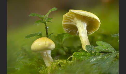 Lärchenschneckling (Hygrophorus lucorum)