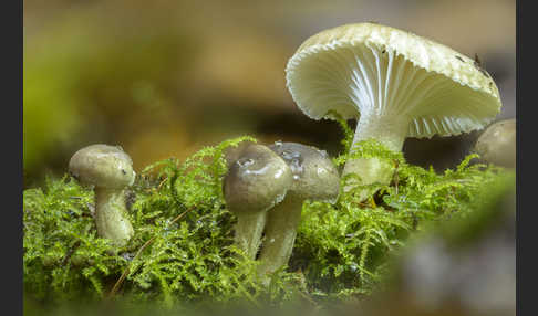 Schwarzpunktierter Schneckling (Hygrophorus pustulatus)