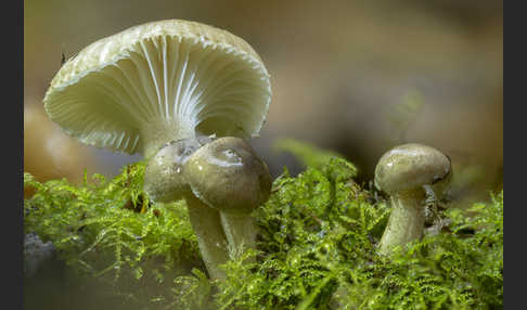 Schwarzpunktierter Schneckling (Hygrophorus pustulatus)