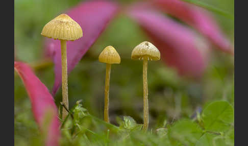 Langstieliges Samthäubchen (Conocybe subpubescens)