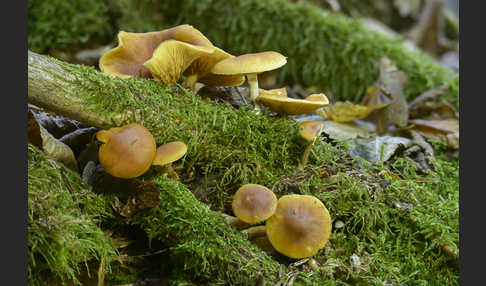 Gemeiner Flämmling (Gymnopilus penetrans)