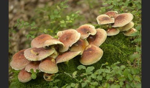 Ziegelroter Schwefelkopf (Hypholoma lateritium)