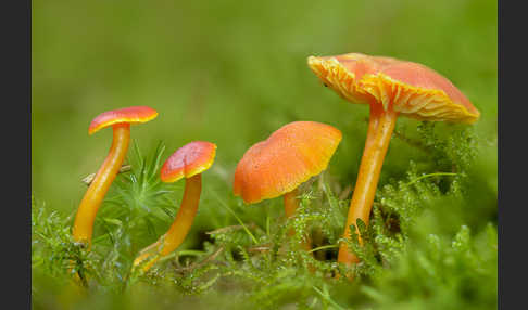 Mennigroter Saftling (Hygrocybe miniata)