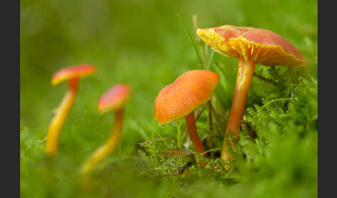 Mennigroter Saftling (Hygrocybe miniata)