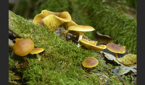 Gemeiner Flämmling (Gymnopilus penetrans)