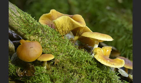 Gemeiner Flämmling (Gymnopilus penetrans)