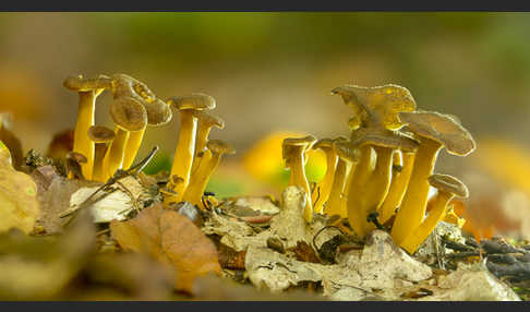 Trompetenpfifferling (Craterellus tubaeformis)