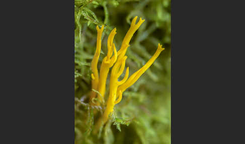 Klebriger Hörnling (Calocera viscosa)