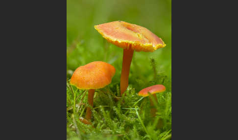 Mennigroter Saftling (Hygrocybe miniata)