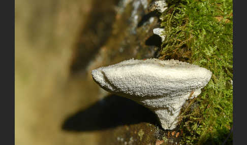 Bitterer Saftporling (Postia stiptica)