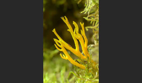 Klebriger Hörnling (Calocera viscosa)