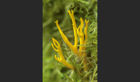 Klebriger Hörnling (Calocera viscosa)