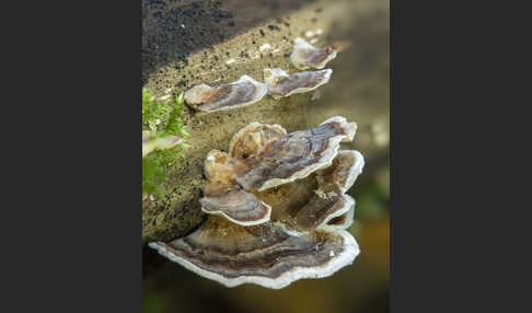 Schmetterlings-Tramete (Trametes versicolor)