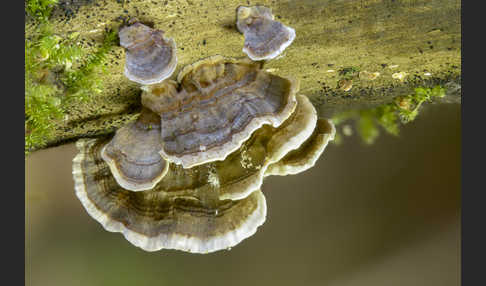 Schmetterlings-Tramete (Trametes versicolor)