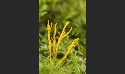 Klebriger Hörnling (Calocera viscosa)