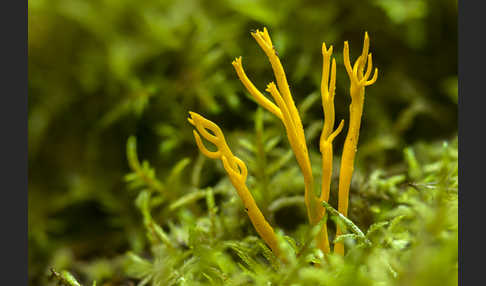 Klebriger Hörnling (Calocera viscosa)