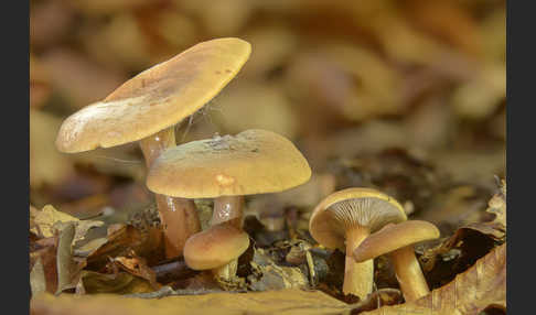 Flatter-Milchling (Lactarius theiogalus)