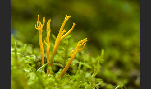 Klebriger Hörnling (Calocera viscosa)