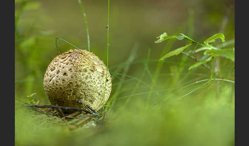 Kartoffelbovist (Scleroderma citrinum)