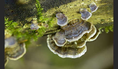 Schmetterlings-Tramete (Trametes versicolor)