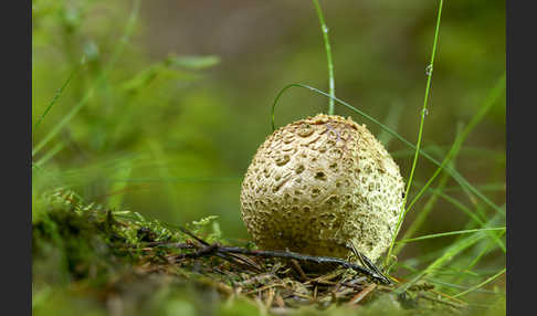 Kartoffelbovist (Scleroderma citrinum)