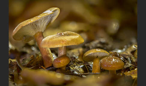 Flatter-Milchling (Lactarius theiogalus)