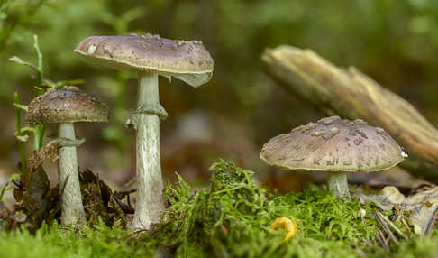 Porphyrbrauner Wulstling (Amanita porphyria)