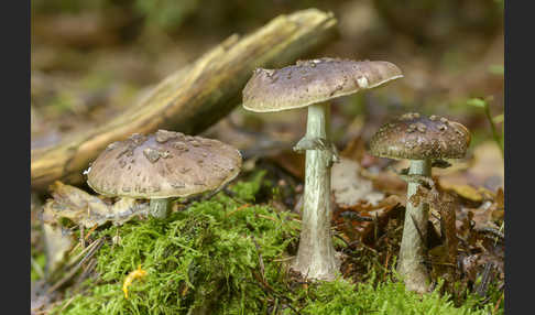 Porphyrbrauner Wulstling (Amanita porphyria)