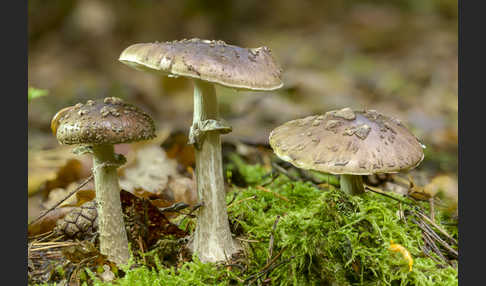 Porphyrbrauner Wulstling (Amanita porphyria)