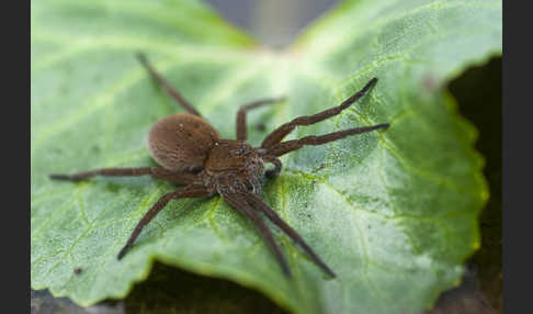 Gerandete Wasserspinne (Dolomedes plantarius)