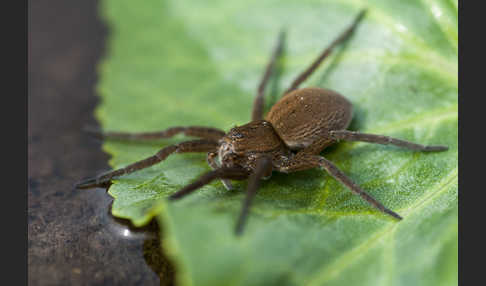 Gerandete Wasserspinne (Dolomedes plantarius)