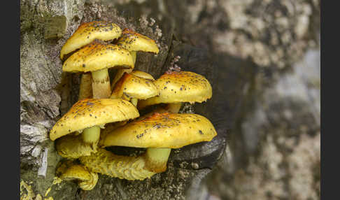 Schleimiger Schüppling (Pholiota adiposa)