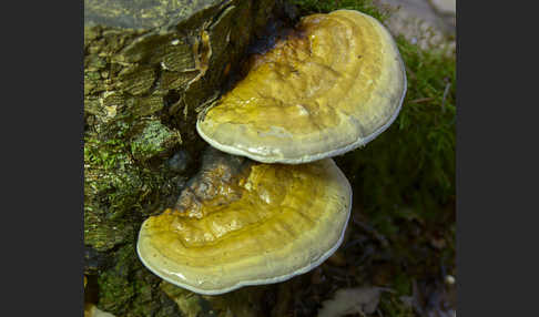Rotrandiger Baumschwamm (Fomitopsis pinicola)