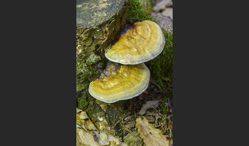 Rotrandiger Baumschwamm (Fomitopsis pinicola)