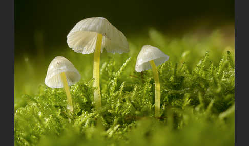 Dehnbarer Helmling (Mycena epipterygia)