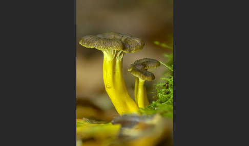 Trompetenpfifferling (Craterellus tubaeformis)