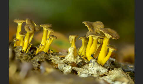 Trompetenpfifferling (Craterellus tubaeformis)