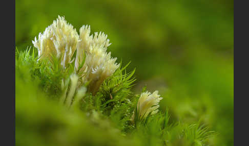 Kammförmige Koralle (Clavulina coralloides)