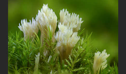 Kammförmige Koralle (Clavulina coralloides)