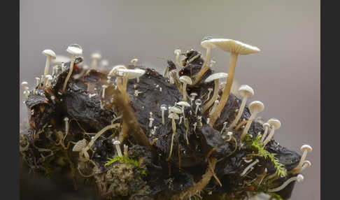 Seidiger Zwergrübling (Collybia cirrhata)