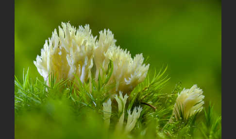 Kammförmige Koralle (Clavulina coralloides)