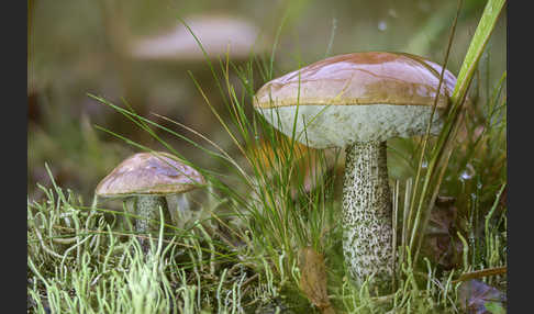 Birkenpilz (Leccinum scabrum)