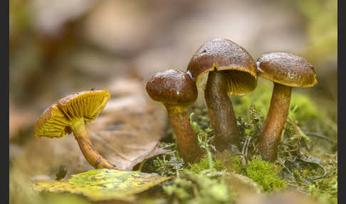 Spindelsporiger Risspilz (Inocybe lacera)