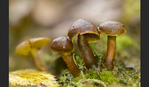 Spindelsporiger Risspilz (Inocybe lacera)