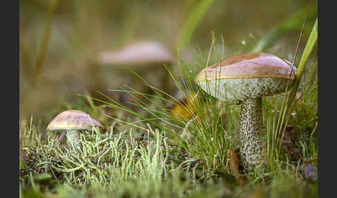 Birkenpilz (Leccinum scabrum)