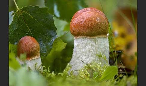 Espenrotkappe (Leccinum aurantiacum)