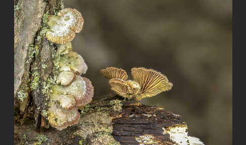 Gemeiner Spaltblättling (Schizophyllum commune)