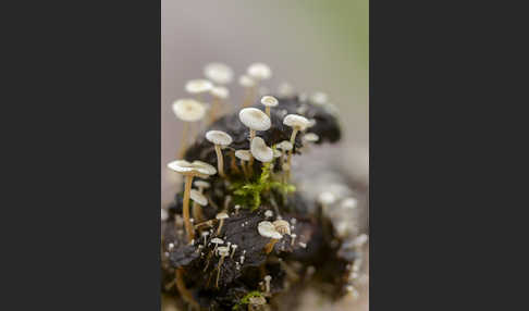 Seidiger Zwergrübling (Collybia cirrhata)