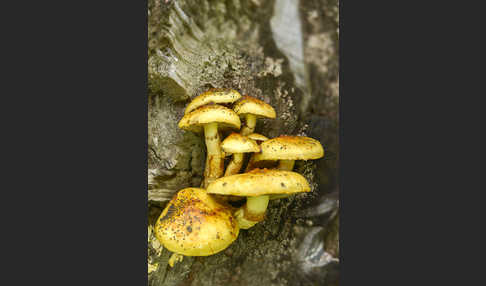 Schleimiger Schüppling (Pholiota adiposa)